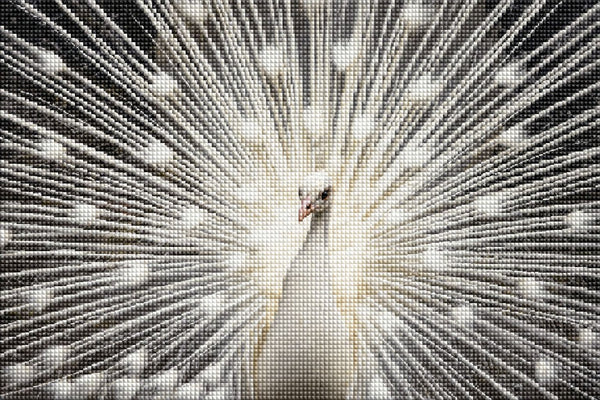 Diamond Painting mit weißem Pfau und vollständig geöffnetem Federkleid vor dunklem Hintergrund. Mockup.