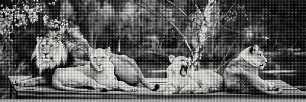 Diamond Painting einer Löwenfamilie mit Löwe und drei Löwinnen in Schwarz-Weiß. Mockup.